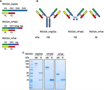 Engineering, Characterization, and Biological Evaluation of an Antibody Targeting the HGF Receptor